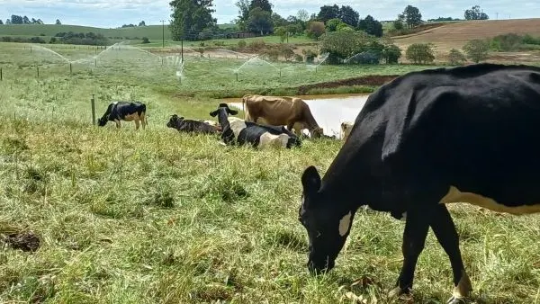 Produtores do RS já podem fazer a Declaração Anual de Rebanho 2026