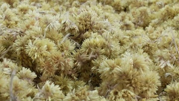 Tradição da colheita da marcela na Sexta-Feira Santa exige cuidados para preservação